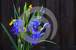 Nature,Iris, flower,
