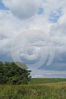 Nature at its simplest in the park. photo