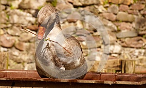 nature and its winged inhabitants