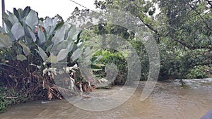 Nature at Janda Baik