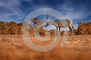 Nature Jordan, Arabia nature. Arabian oryx or white oryx, Oryx leucoryx, antelope with a distinct shoulder bump, Evening light in