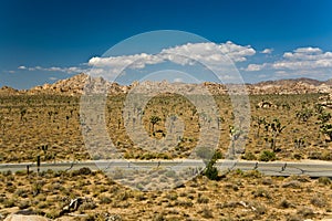 Nature in Joshua tree National Park