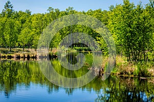 Nature in the Kaltenhofer Moor in Schleswig-Holstein, Germany