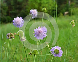 In nature, Knautia arvensis grows among grasses