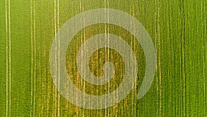 Nature and landscape: Aerial view of a field, cultivation, green grass, countryside, farming,