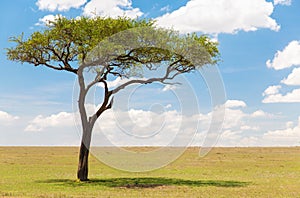 Acacia tree in african savanna photo