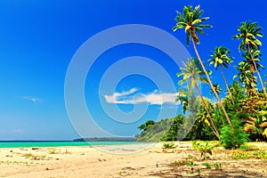 Nature landscape: Amazing sandy tropical beach with coconut palm tree and crystal clear sea water on background blue summer sky