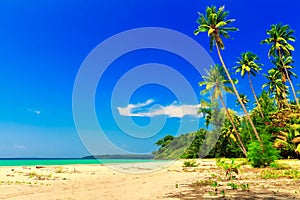 Nature landscape: Amazing sandy tropical beach with coconut palm tree and crystal clear sea water on background blue summer sky