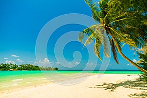 Nature landscape: Amazing sandy tropical beach with coconut palm tree and crystal clear sea water on background blue summer sky