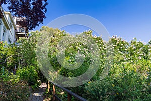 Nature landscape around Russian Hill Vallejo Street Crest Historic District