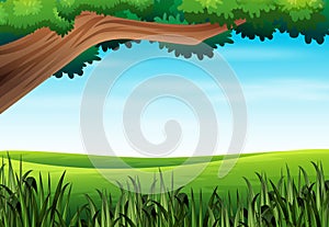 Nature landscape background with tree and meadow
