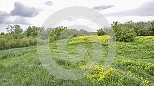 Nature landscape. Green grass hills and yellow wild flowers in summer