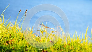 Nature landscape. Green grassy shore of the lake or river.