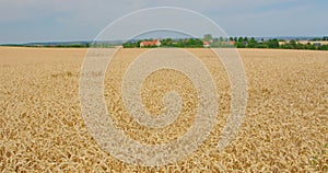 Nature landscape. Harvest time. Golden ears. Vast ripe agricultural wheat field at industrial farm. Wide shot. Nobody.