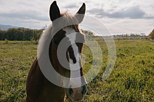 nature landscape horse in the field eating grass animals