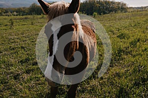 nature landscape horse in the field eating grass animals