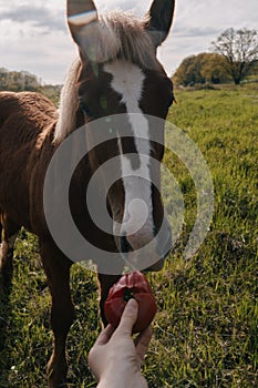 nature landscape horse in the field eating grass animals