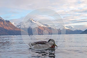 Nature landscape image of a duck moving across the lake and mountain