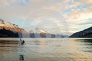 Nature landscape image of a gull flying across the lake with mountain