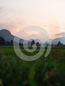 Nature landscape panorama view of green grass field meadow with alps mountain silhouette Allgaeu Bavaria Germany alps