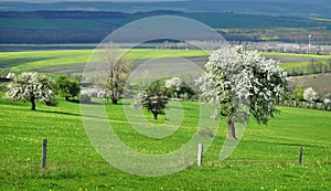 Nature landscape pasture