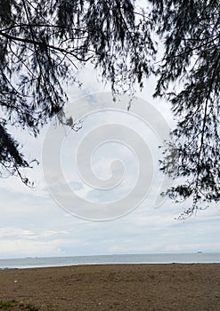 Nature landscape. Pines trees alongside the beach with a sandy soil view