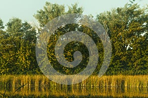 Nature landscape, reeds, trees, river in the rays of the setting sun