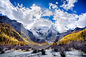 Nature landscape river in pine forest mountain valley,Snow Mountain in daocheng yading,Sichuan,China