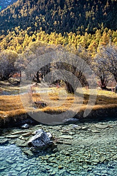 Nature landscape river in pine forest mountain valley,Snow Mountain in daocheng yading,Sichuan,China