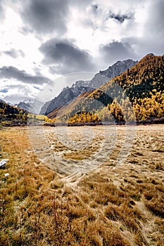 Nature landscape river in pine forest mountain valley,Snow Mountain in daocheng yading,Sichuan,China