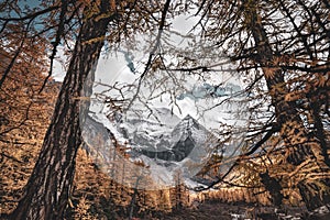 Nature landscape river in pine forest mountain valley,Snow Mountain in daocheng yading,Sichuan,China