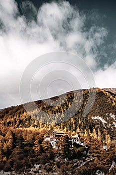 Nature landscape river in pine forest mountain valley,Snow Mountain in daocheng yading,Sichuan,China