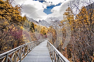 Nature landscape river in pine forest mountain valley,Snow Mountain in daocheng yading,Sichuan,China