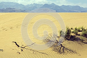 Sand dunes in the desert with mountains background