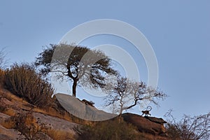 Nature landscape scene with rocks, trees and a languor silhouette