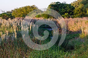 Nature landscape with stream, plants, reeds, wild flowers and green trees at sunset