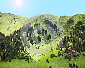 Nature landscape summer spruce mountain meadow