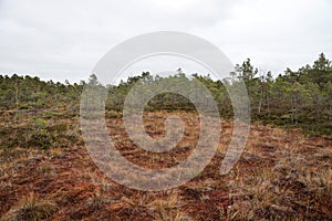 Nature landscape of swamp forest pine trees