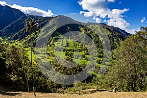 Nature landscape of tall wax palm trees in Valle del Cocora Valley. Salento, Quindio department. Colombia mountains landscape. photo
