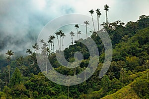 Nature landscape of tall wax palm trees in Valle del Cocora Valley. Salento, Quindio department. Colombia mountains landscape.