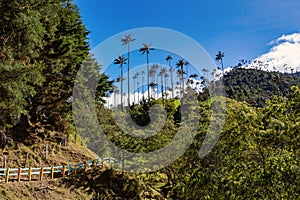 Nature landscape of tall wax palm trees in Valle del Cocora Valley. Salento, Quindio department. Colombia mountains landscape.