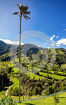 Nature landscape of tall wax palm trees in Valle del Cocora Valley. Salento, Quindio department. Colombia mountains landscape.