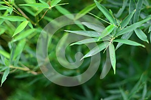 Nature landscape view of bamboos branch with natural light in blur style. Beautiful green leaves and tree with bokeh in tropical