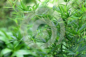 Nature landscape view of bamboos branch with natural light in blur style. Beautiful green leaves and tree with bokeh in tropical