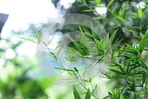 Nature landscape view of bamboos branch with natural light in blur style. Beautiful green leaves and tree with bokeh in tropical