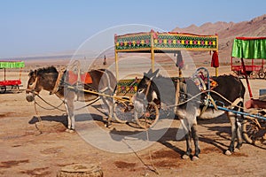 Nature landscape view of the Flaming Mountain and camel in Turpan Xinjiang Province China