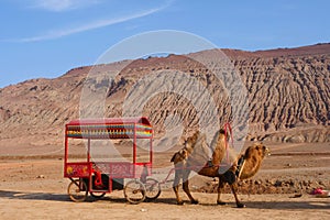 Nature landscape view of the Flaming Mountain and camel in Turpan Xinjiang Province China