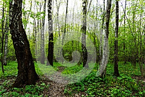 Nature landscape view of a green forest jungle on spring season with green trees and leaves. Peaceful tranquil outdoor scenery