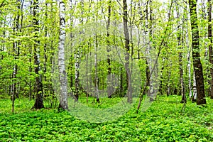 Nature landscape view of a green forest jungle on spring season with green trees and leaves. Peaceful tranquil outdoor scenery