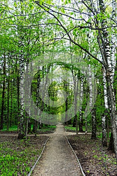 Nature landscape view of a pathway in a green forest on sunny spring summer daytime with green leaves and trees photo